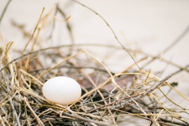 Bulanık arkaplanda yuvada beyaz tavuk yumurtası  