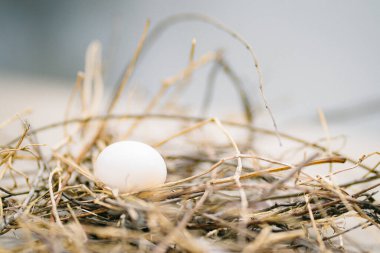Bulanık arkaplanda yuvada beyaz tavuk yumurtası  