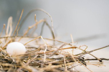 Bulanık arkaplanda yuvada beyaz tavuk yumurtası  