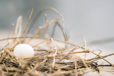 Bulanık arkaplanda yuvada beyaz tavuk yumurtası  