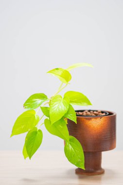 Beyaz arka planda saksıda ev bitkisi