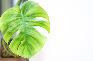 Beyaz arkaplanda canavar yaprağını kapat