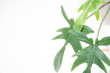 Beyaz arkaplanda yeşil bitki yakın plan 