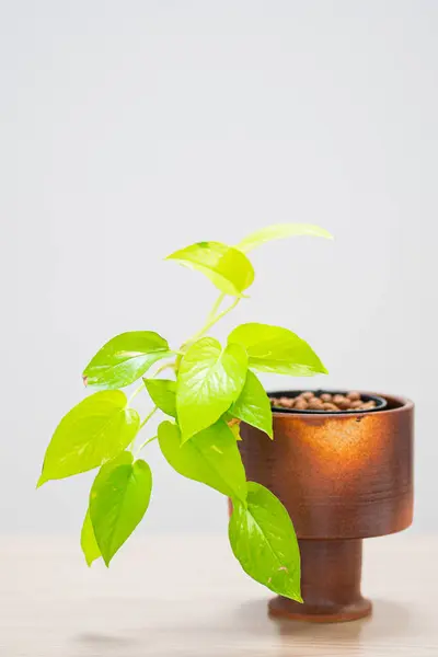 Beyaz arka planda saksıda ev bitkisi
