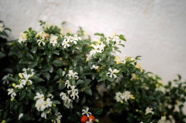 Andaman satinwood 'un beyaz çiçeği, Chanese kutusu ağacı, Kozmetik kabuk ağacı, Orange Jasmine, Orange Jassamine, Saten ağacı (Murraya paniculata Jack))