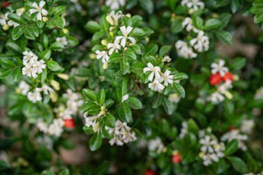 Andaman satinwood 'un beyaz çiçeği, Chanese kutusu ağacı, Kozmetik kabuk ağacı, Orange Jasmine, Orange Jassamine, Saten ağacı (Murraya paniculata Jack))