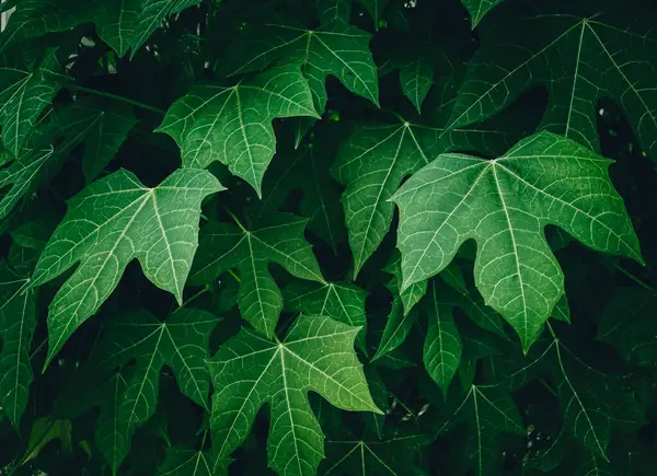 Soyut yeşil, doğa dokusunu geride bırakır. Tasarım için yaratıcı bir düzen