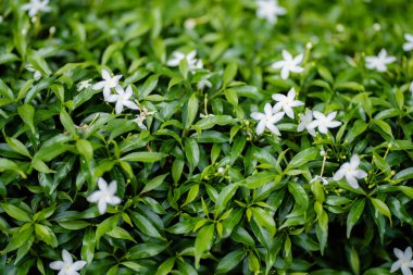 Arka plan konsepti için güzel yeşil yapraklar ve beyaz çiçekler.