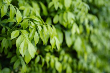 Tropik orman yaprakları, doğa koyu yeşil yaprak dokusu arka plan, kopyalama bölmesi.