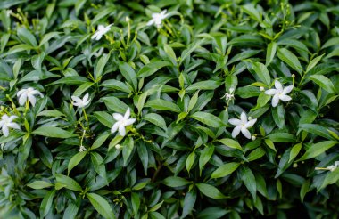 Arka plan konsepti için güzel yeşil yapraklar ve beyaz çiçekler.