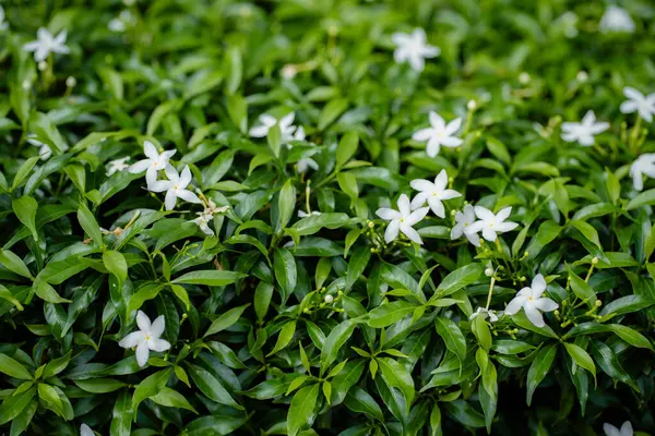 Arka plan konsepti için güzel yeşil yapraklar ve beyaz çiçekler.