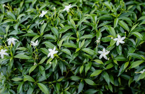 Arka plan konsepti için güzel yeşil yapraklar ve beyaz çiçekler.