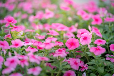 Pembe çiçeklerin arkaplan resmini kapat