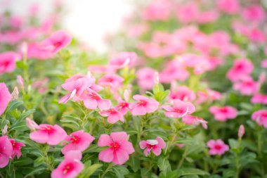 Pembe çiçeklerin arkaplan resmini kapat