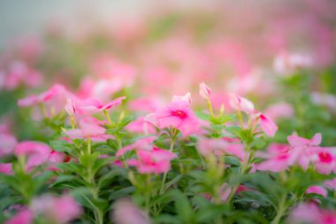 Pembe çiçeklerin arkaplan resmini kapat