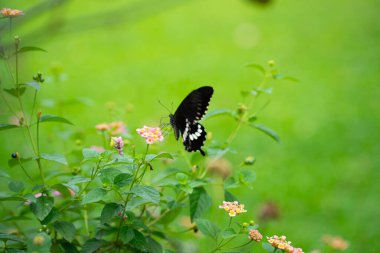 Çiçek üzerindeki siyah kelebeği yakın plan çek.