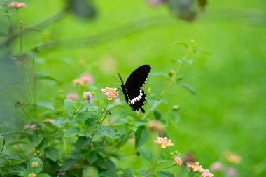 Çiçek üzerindeki siyah kelebeği yakın plan çek.