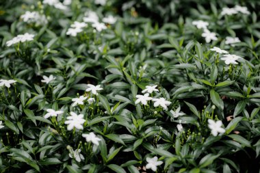 Yeşil yaprakların arasında beyaz çiçekleri yakın çekim