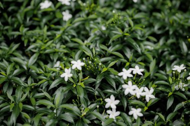 Yeşil yaprakların arasında beyaz çiçekleri yakın çekim