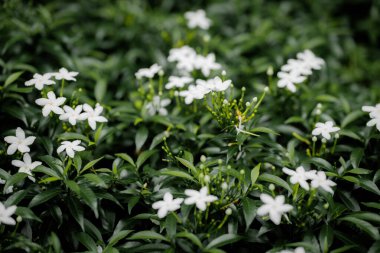 Yeşil yaprakların arasında beyaz çiçekleri yakın çekim