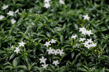 Yeşil yaprakların arasında beyaz çiçekleri yakın çekim