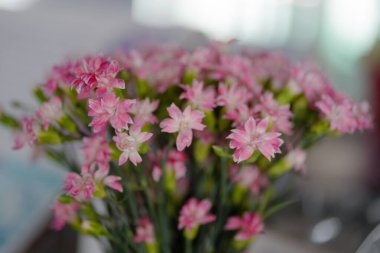 Yumuşak odak arkaplanında açan pembe çiçekler