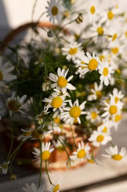 Hasır sepetteki güzel kır çiçekleri beyaza izole edilmiş. Yüksek kalite fotoğraf