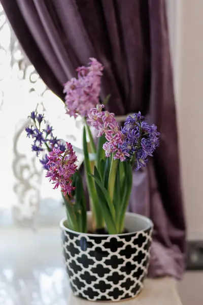 Güzel bir seramik kaptaki sümbül çiçekleri pencerenin arka planına karşı. Yüksek kalite fotoğraf