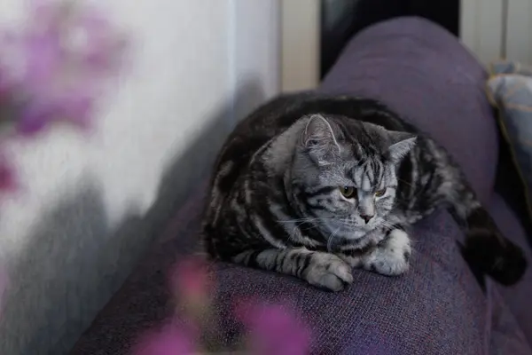 Mermer renkli gri bir İskoç kedisi kanepede uzanır, dinlenir. Yüksek kalite fotoğraf
