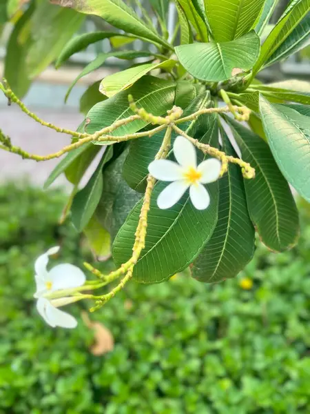 Yeşil yapraklı bir ağacın üzerinde güzel bir manolya çiçeği patladı. Yüksek kalite fotoğraf