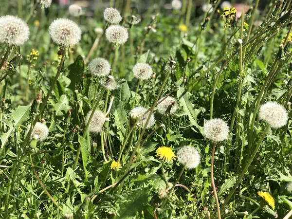 Yazın bir sürü karahindibanın olduğu bir tarla. Yüksek kalite fotoğraf