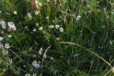 Roma papatyası yazın tarlalarda açar. Yüksek kalite fotoğraf