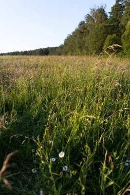Roma papatyası yazın tarlalarda açar. Yüksek kalite fotoğraf