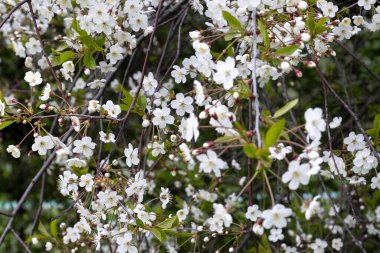 İlkbaharda güzel kiraz çiçekleri. Kiraz çiçeği dalı. Yüksek kalite fotoğraf