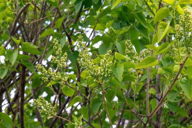 Çiçek açmak üzere olan leylak tomurcuklarının yakın çekimi güzelliği gözler önüne seriyor. Yüksek kalite fotoğraf