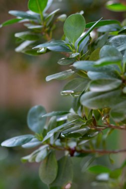 Yeşillik boxwood çalıları, Buxus sempervirens, yeşil bir arka plan. Yüksek kalite fotoğraf