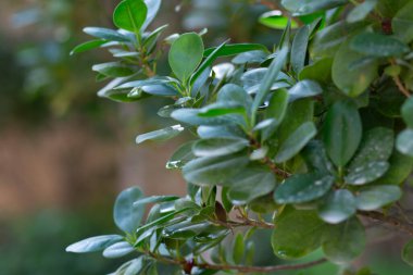 Yeşillik boxwood çalıları, Buxus sempervirens, yeşil bir arka plan. Yüksek kalite fotoğraf