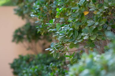 Yeşillik boxwood çalıları, Buxus sempervirens, yeşil bir arka plan. Yüksek kalite fotoğraf