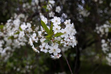 İlkbaharda güzel kiraz çiçekleri. Kiraz çiçeği dalı. Yüksek kalite fotoğraf