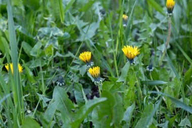  Çimlerde açan bahar sarısı karahindibaları. Yüksek kalite fotoğraf