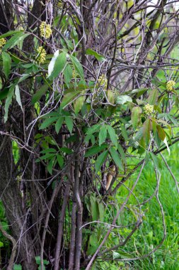 Genç, Kolomenskoye bahçesindeki Passiflora Mixta ağacında filizleniyor. Moskova. Yüksek kalite fotoğraf