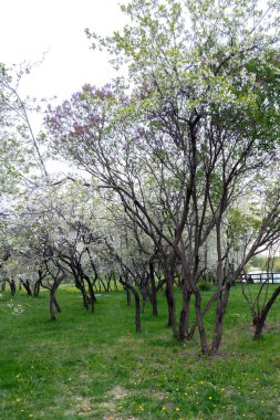 Moskova, Kolomenskoye Park 'taki meyve bahçelerinde bahar mevsimi. Yüksek kalite fotoğraf