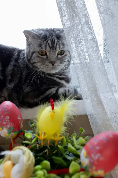 Gri bir İngiliz Shorthair kedisi ilginç bir şekilde Paskalya aranjmanına bakıyor. Yüksek kalite fotoğraf