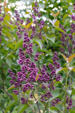 Çiçek açmak üzere olan leylak tomurcuklarının yakın çekimi güzelliği gözler önüne seriyor. Yüksek kalite fotoğraf