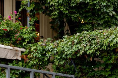 Yeşil tırmanma bitkileriyle kaplı bir ev. Yüksek kalite fotoğraf