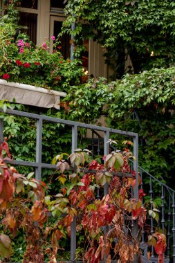 Yeşil tırmanma bitkileriyle kaplı bir ev. Yüksek kalite fotoğraf