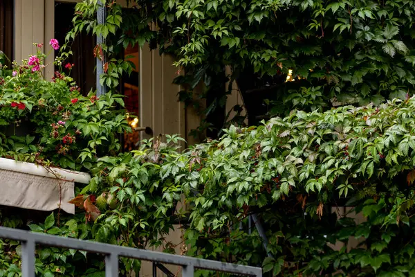 Yeşil tırmanma bitkileriyle kaplı bir ev. Yüksek kalite fotoğraf