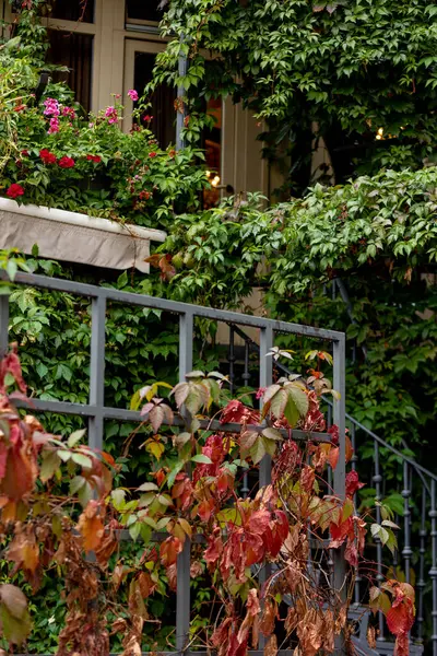 Yeşil tırmanma bitkileriyle kaplı bir ev. Yüksek kalite fotoğraf