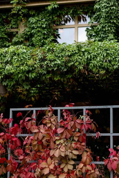 Kırmızı yapraklı sonbahar üzümleri. Yüksek kalite fotoğraf