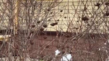 Sarı kuru çimenler karları delip geçiyor, rüzgarda sallanıyor, arka planda kar yağıyordu. Yüksek kaliteli FullHD görüntüler